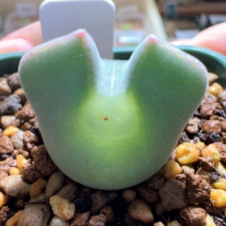 w702。青蛙3年大眼睛爆双 88折后价