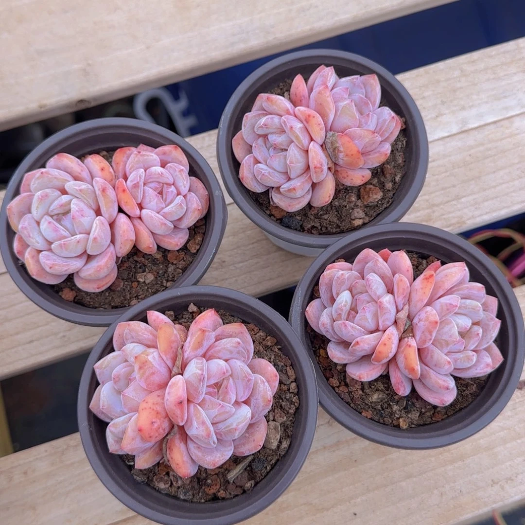 橙梦露双头精控优选一颗