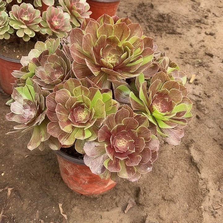 多肉植物法师花月夜11