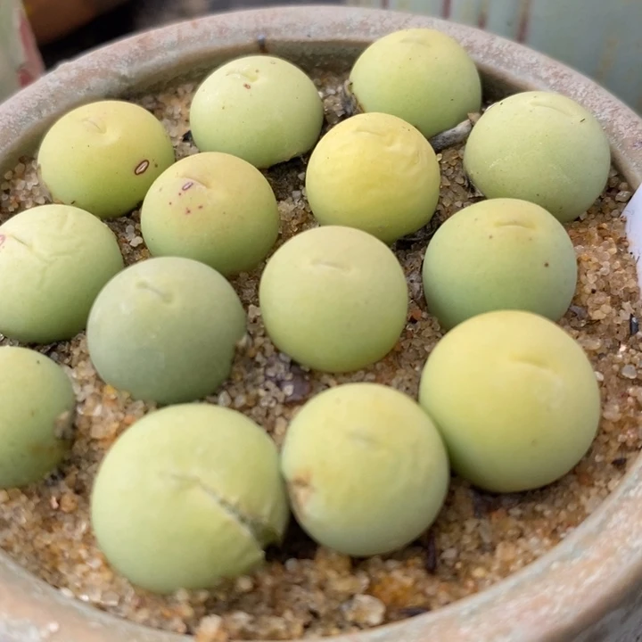 鸽子蛋1颗1厘米左右