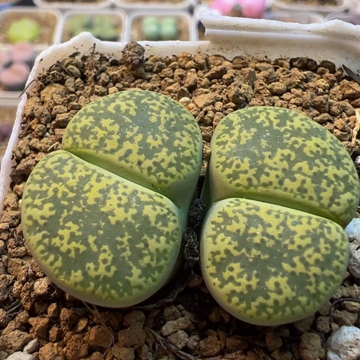 180多肉植物百科植物