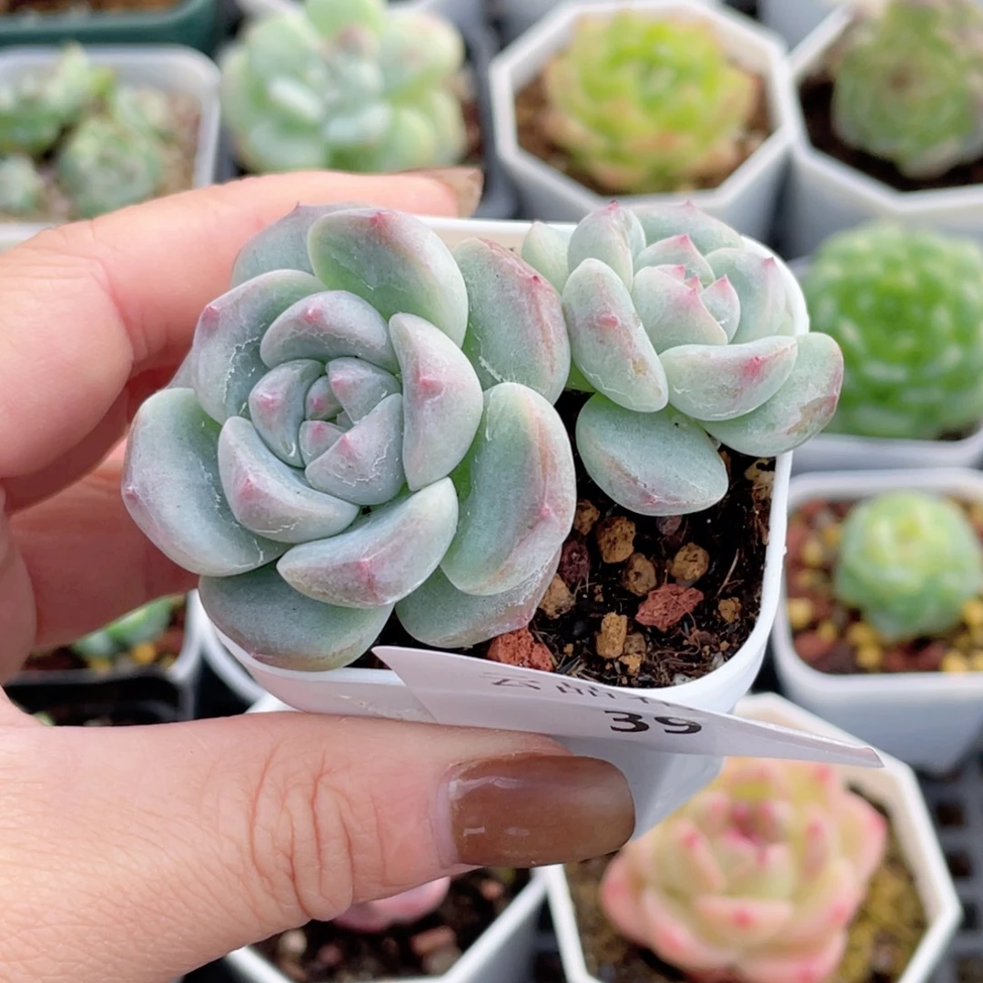 39号糖心冰心珍妮