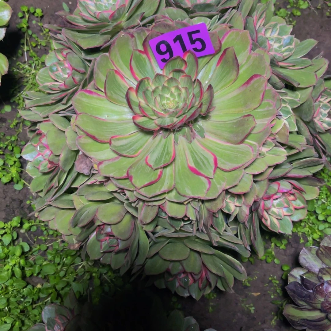 莲花座法师26////111包邮