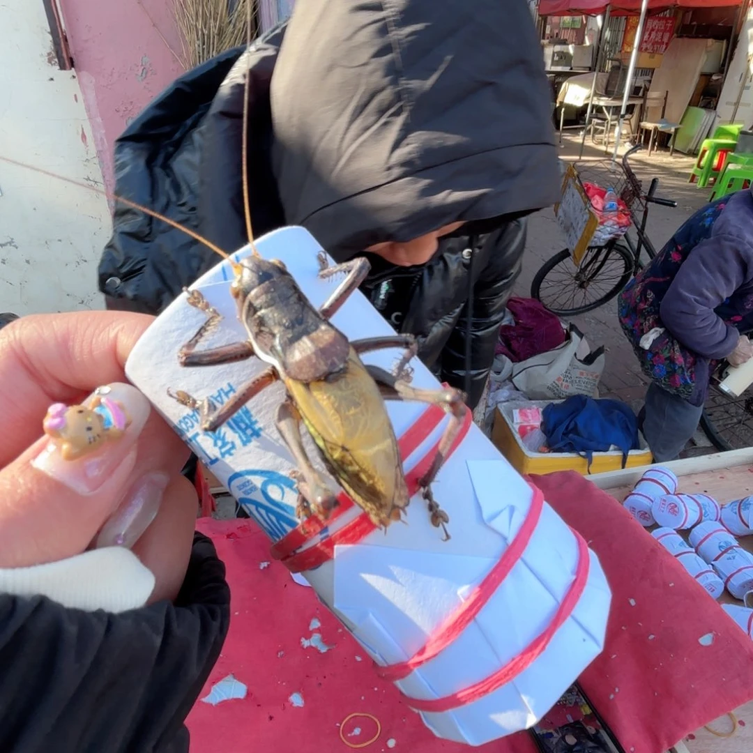 五***晨蝈蝈蝈蝈福福价格