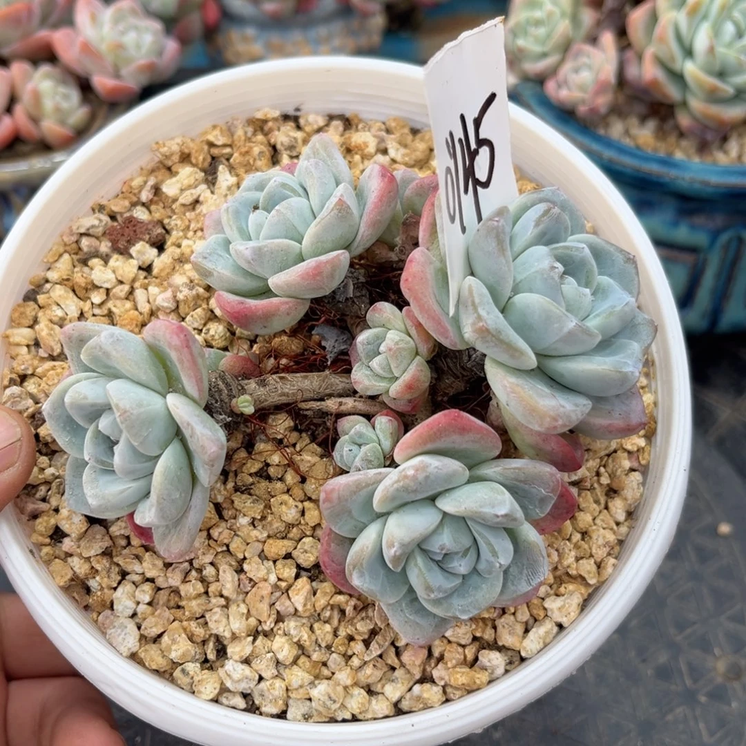 0145冰玉造型老桩11厘米