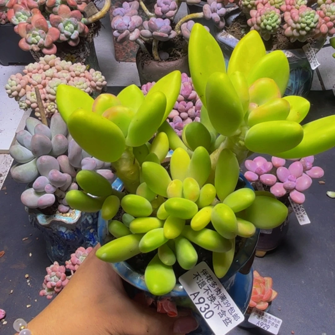 芒果奶酪930/12cm多肉