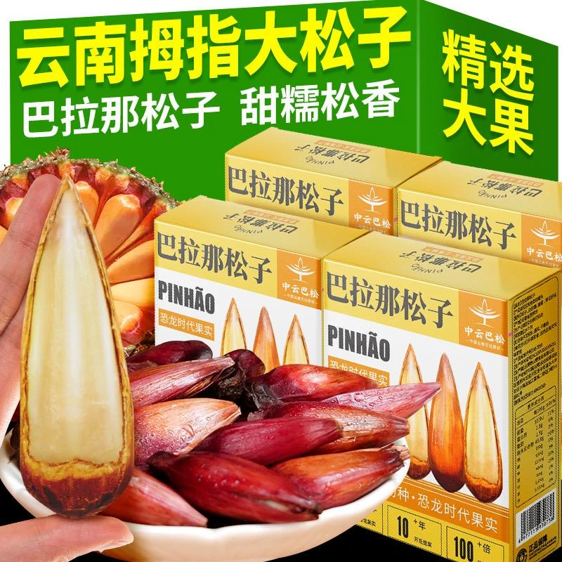 巴拉那松子云南特产原味熟食大颗粒拇指大松子坚果礼盒装送礼收藏