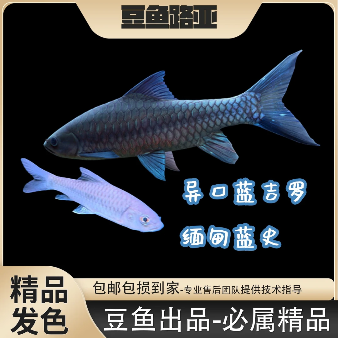 【异口+缅甸蓝史】蓝吉罗异口蓝史包损观赏鱼