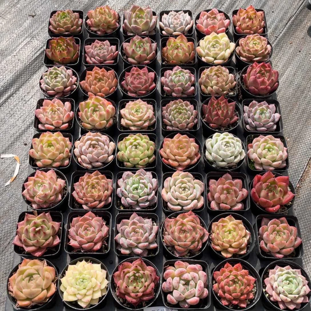 L*一物一拍48颗31-136