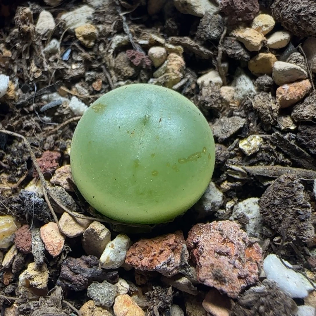 拉登1.2+瑕疵多肉植物252