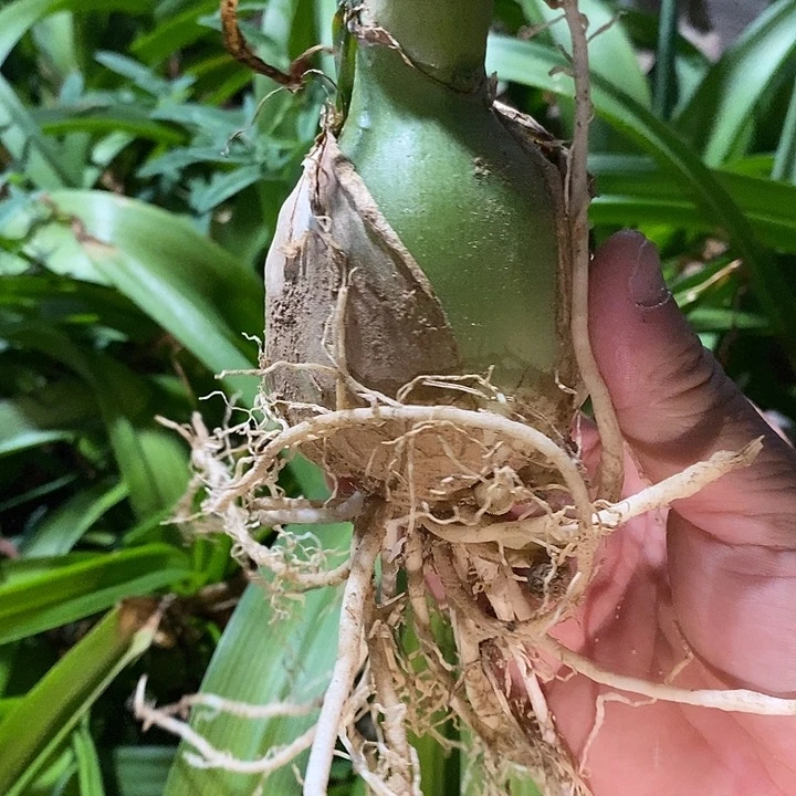 潮流植物虎眼万年青一颗