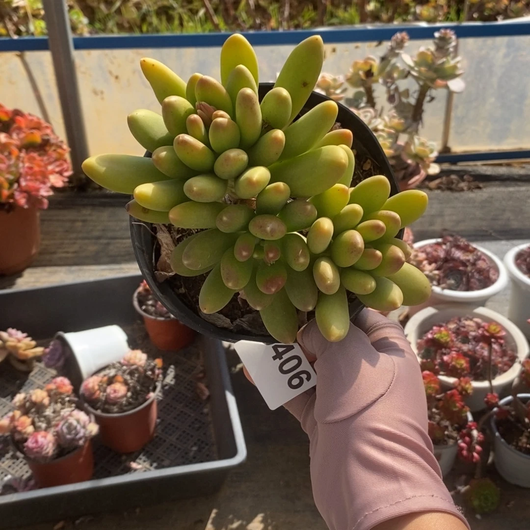 6406金蝉多头一物一拍