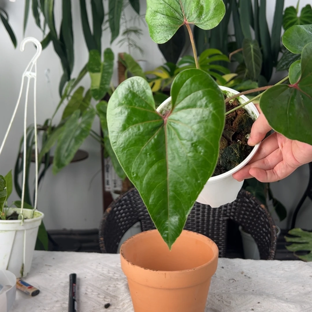 完全开放进口 红脉壮丽花烛