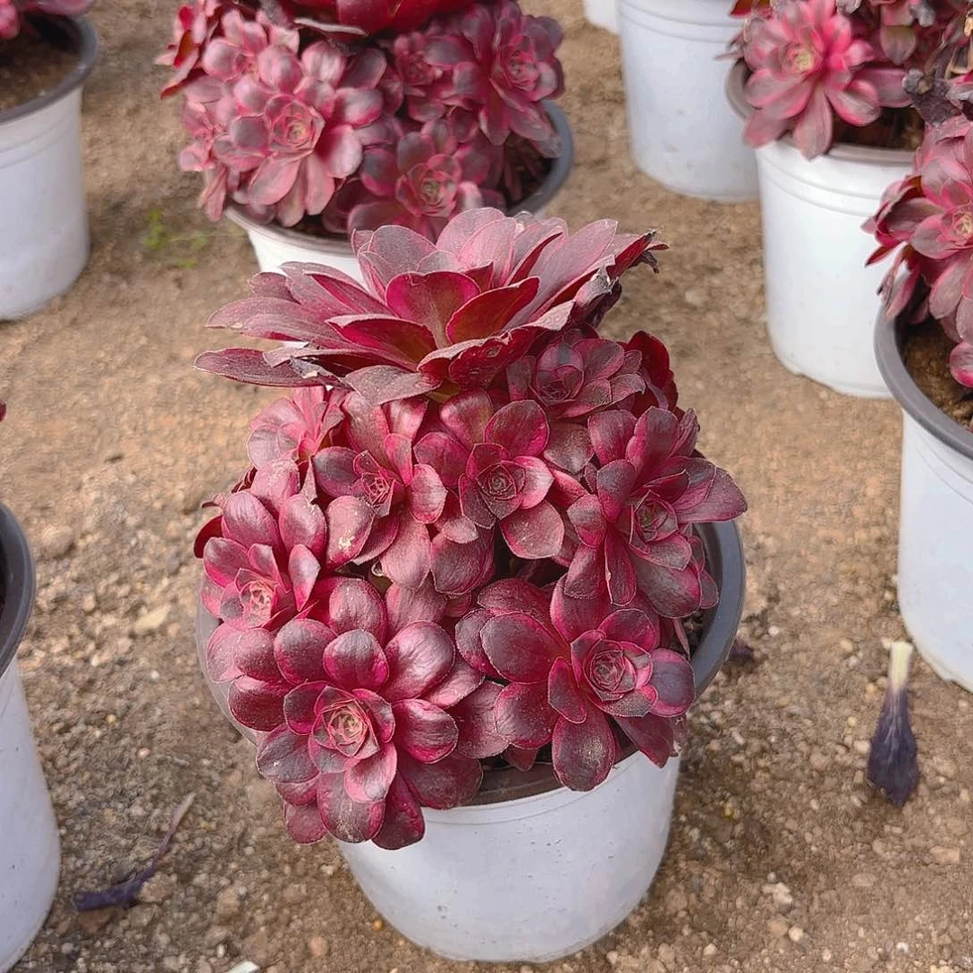 纳福多肉植物不周正