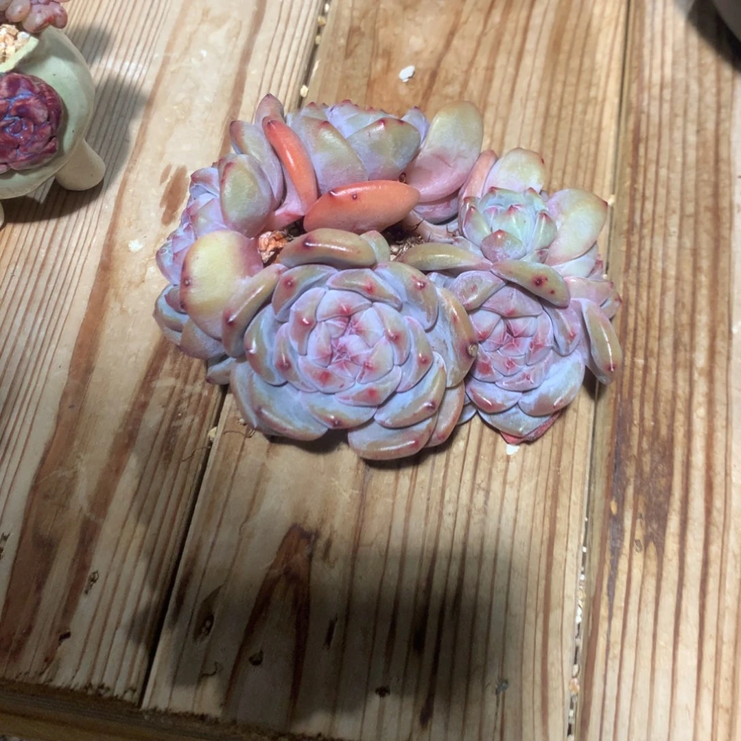 雪****声雪落突尼斯发货多肉