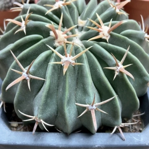 林波仙人球15米仙人球