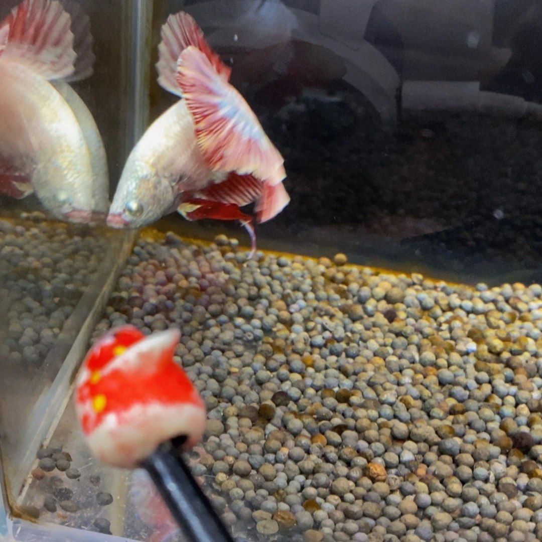 斗鱼219巨斗111111