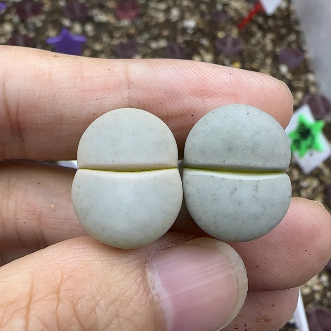 277 清框福利30包邮