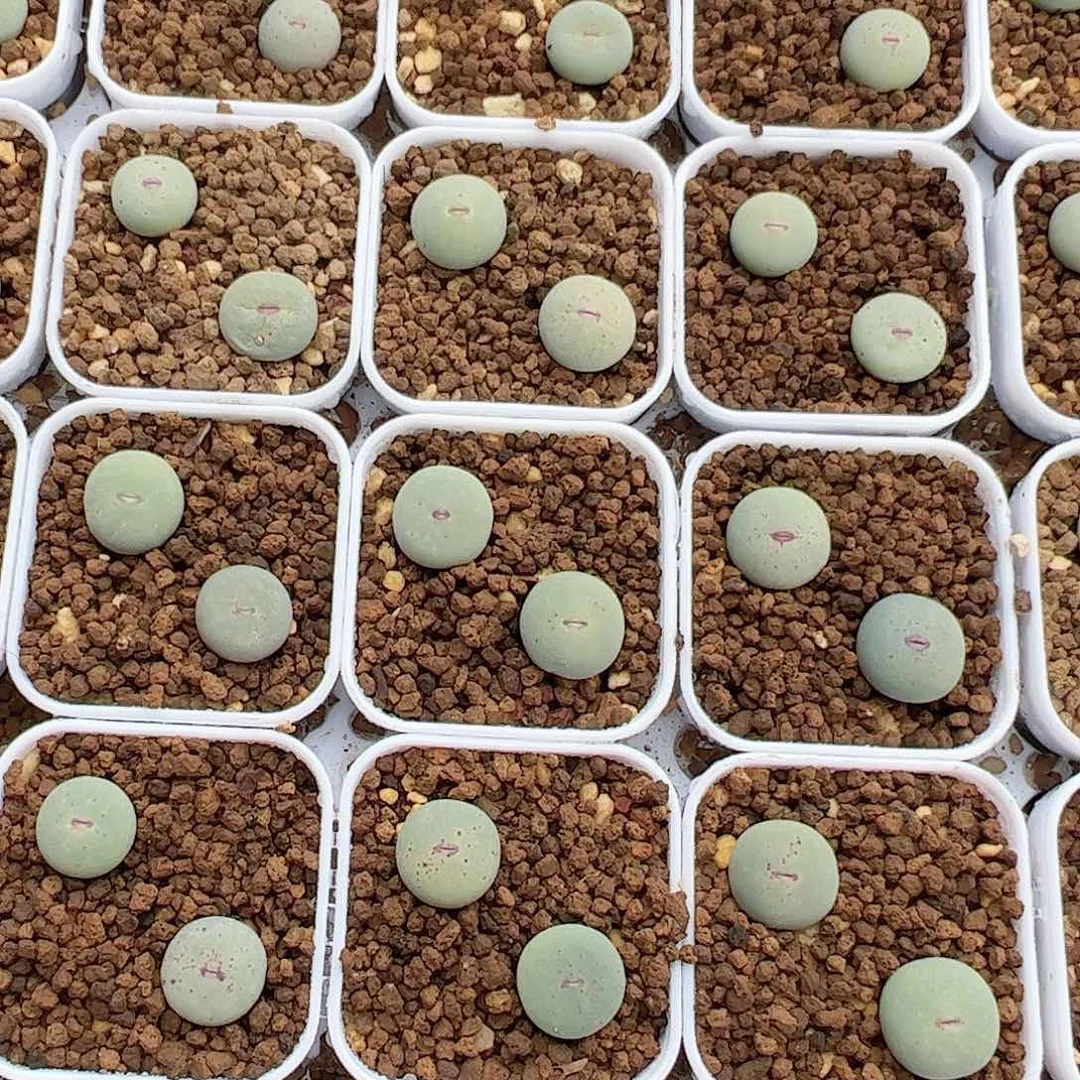 0000量拍小红嘴（大型）5颗脱土发