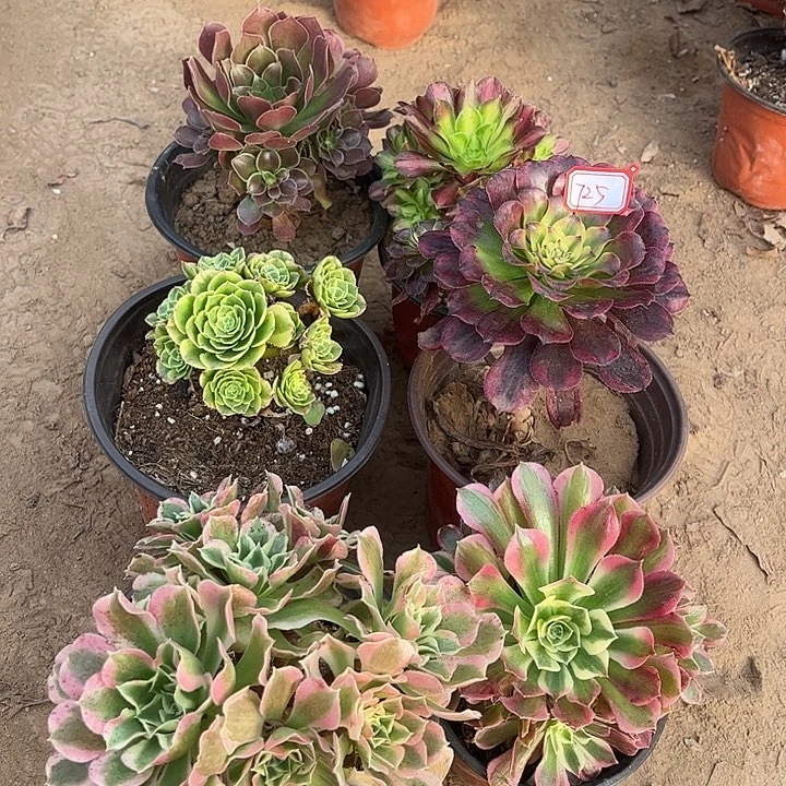 725多肉植物组合，