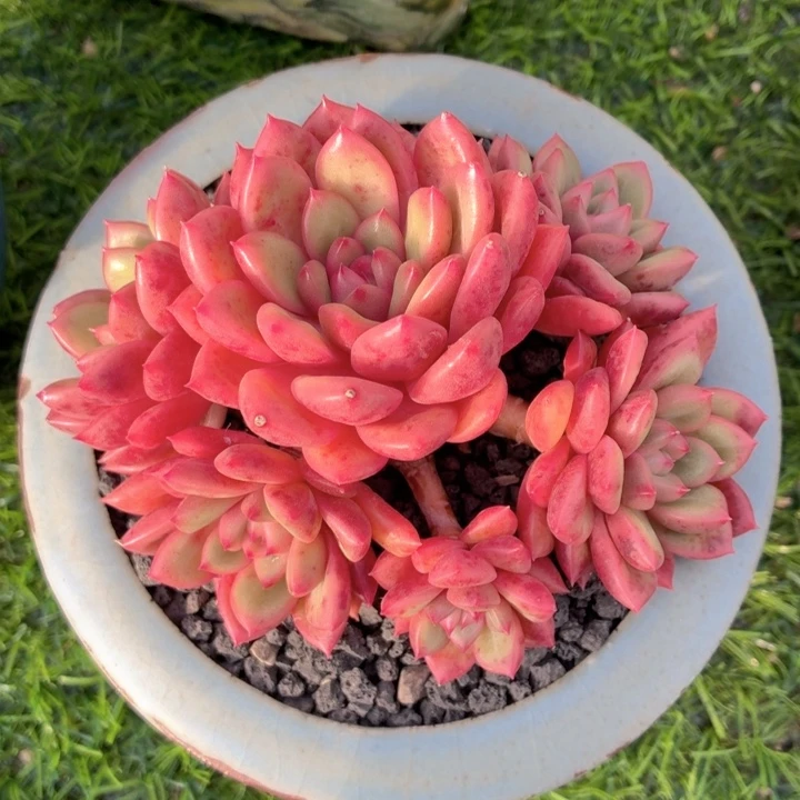 多肉植物 芝士蛋糕-4