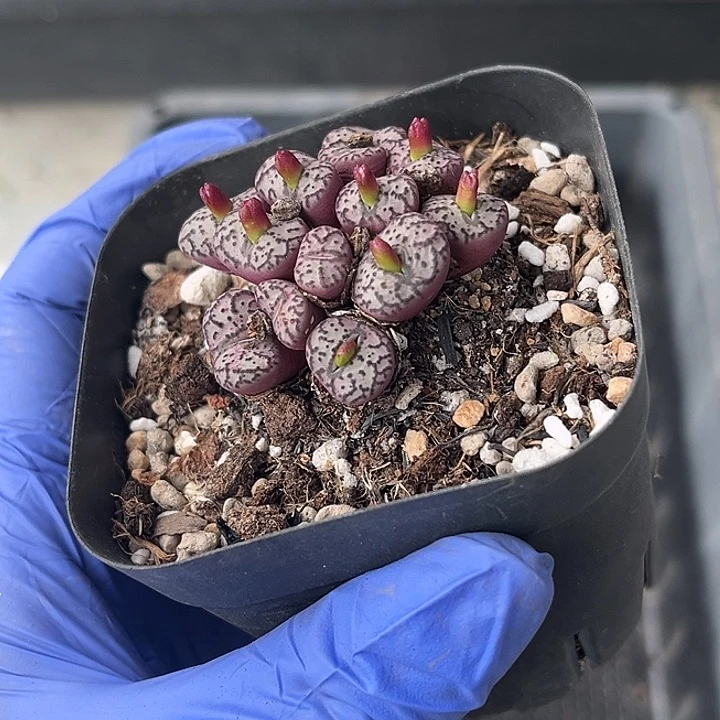 双11福利，脱土发，满28包邮