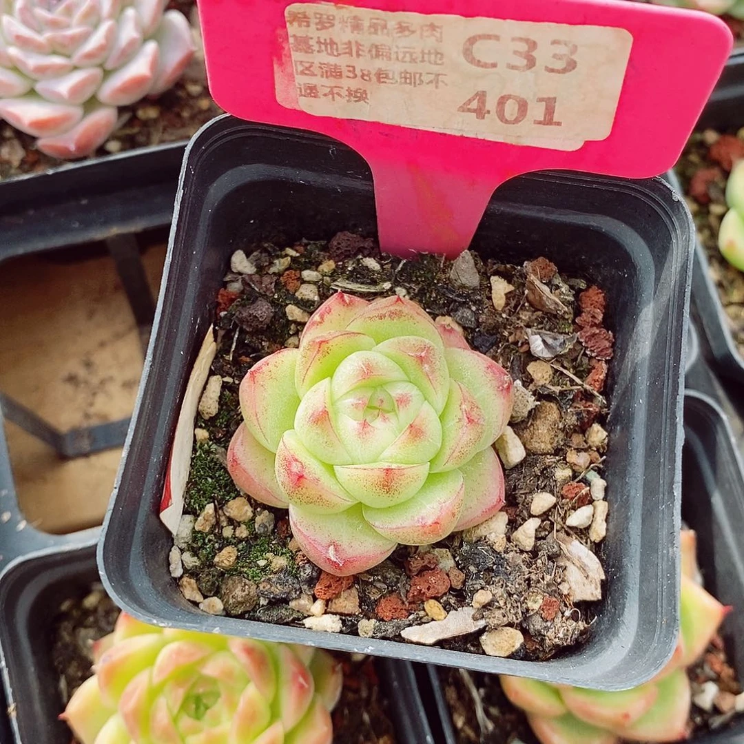 麦秆4cm多肉植物