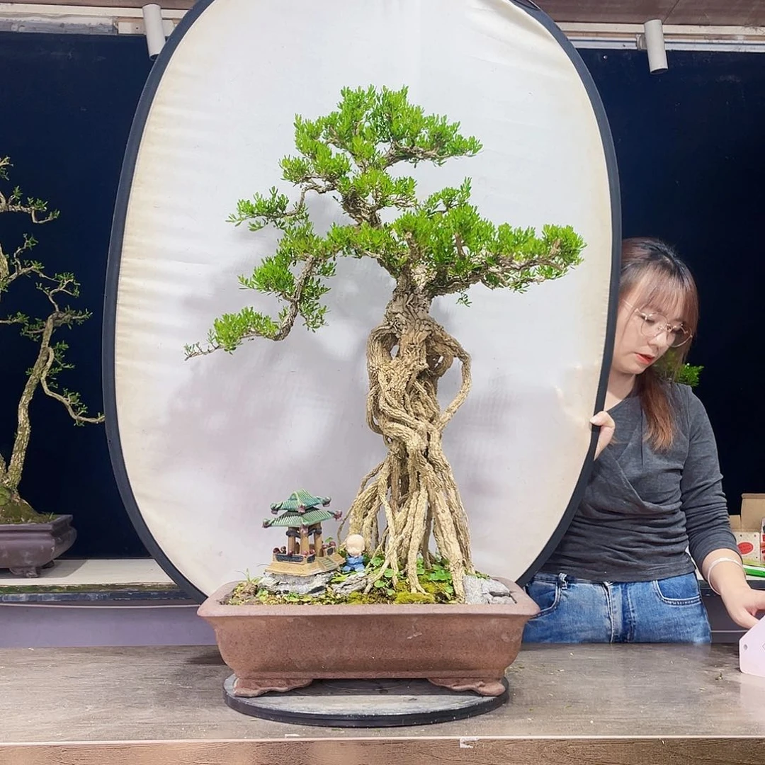 完全开放黄杨盆景四季常青