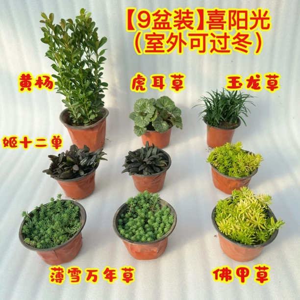 假山上水石吸水石庭院假山绿植造景室外室内用花草