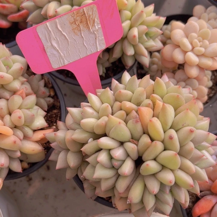 健健康康平平安安