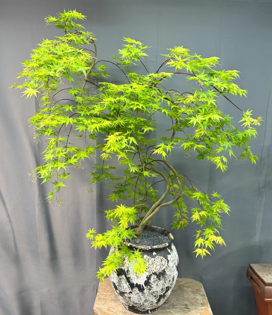 精品黄金流泉枫，一本双杆，双游龙，枝繁叶茂