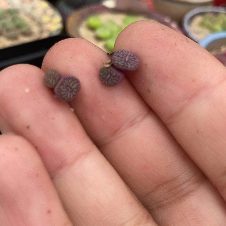 20501墨小锥一组两颗