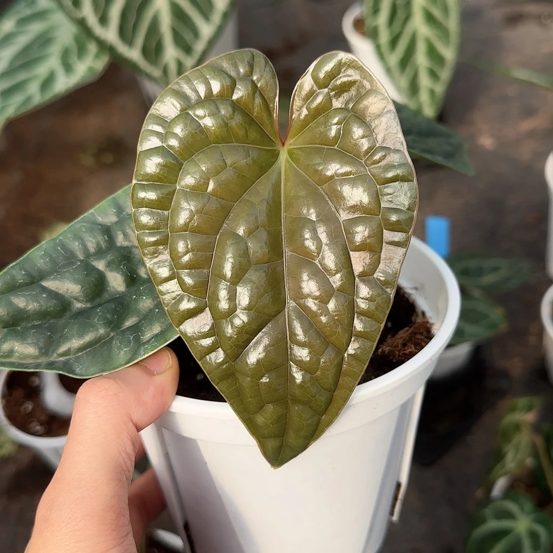 完全开放黑奢华籽播