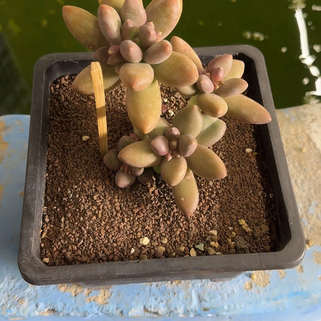 艳****1芒果奶多肉 000000000