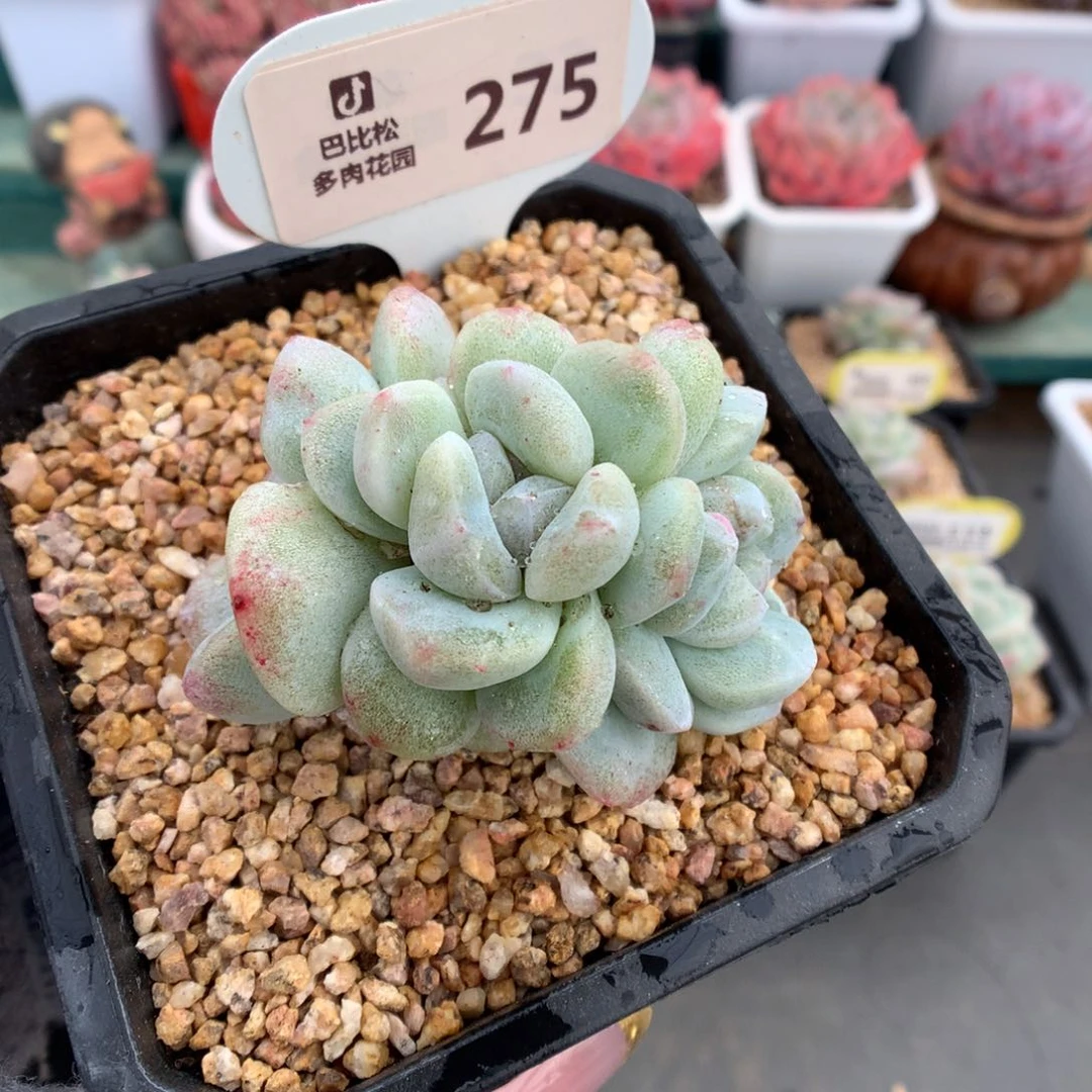 275三头一字马冰玉石化多肉