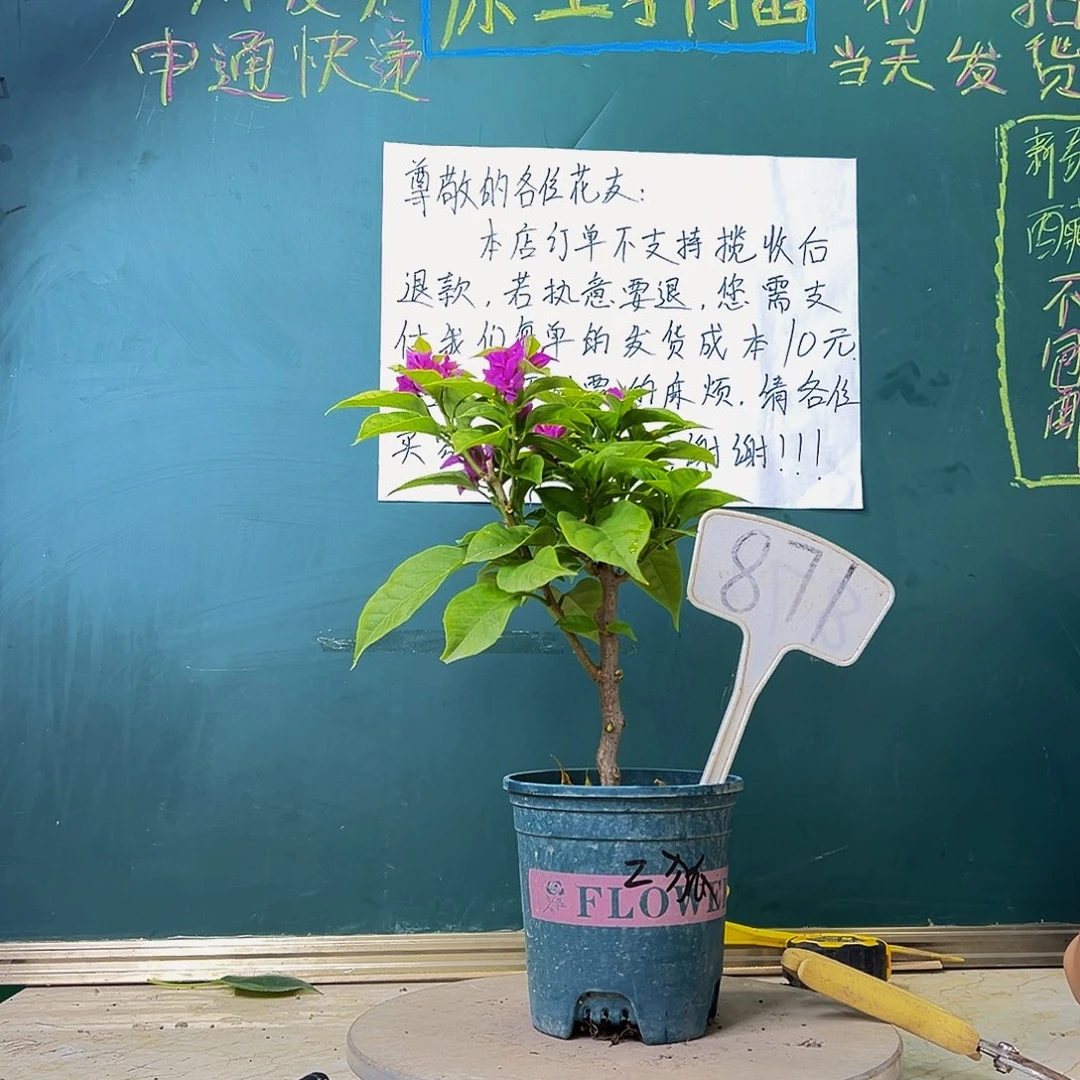 当前无花栽培后可以开花紫狐狸 871