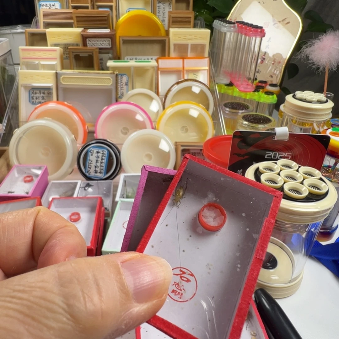 蟋蟀一只石短须黄蛉➕一盒小黄