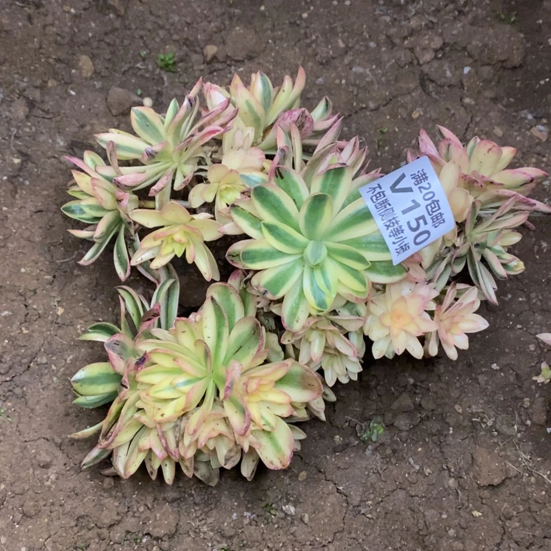 150荷花多肉法师锦老桩有砍
