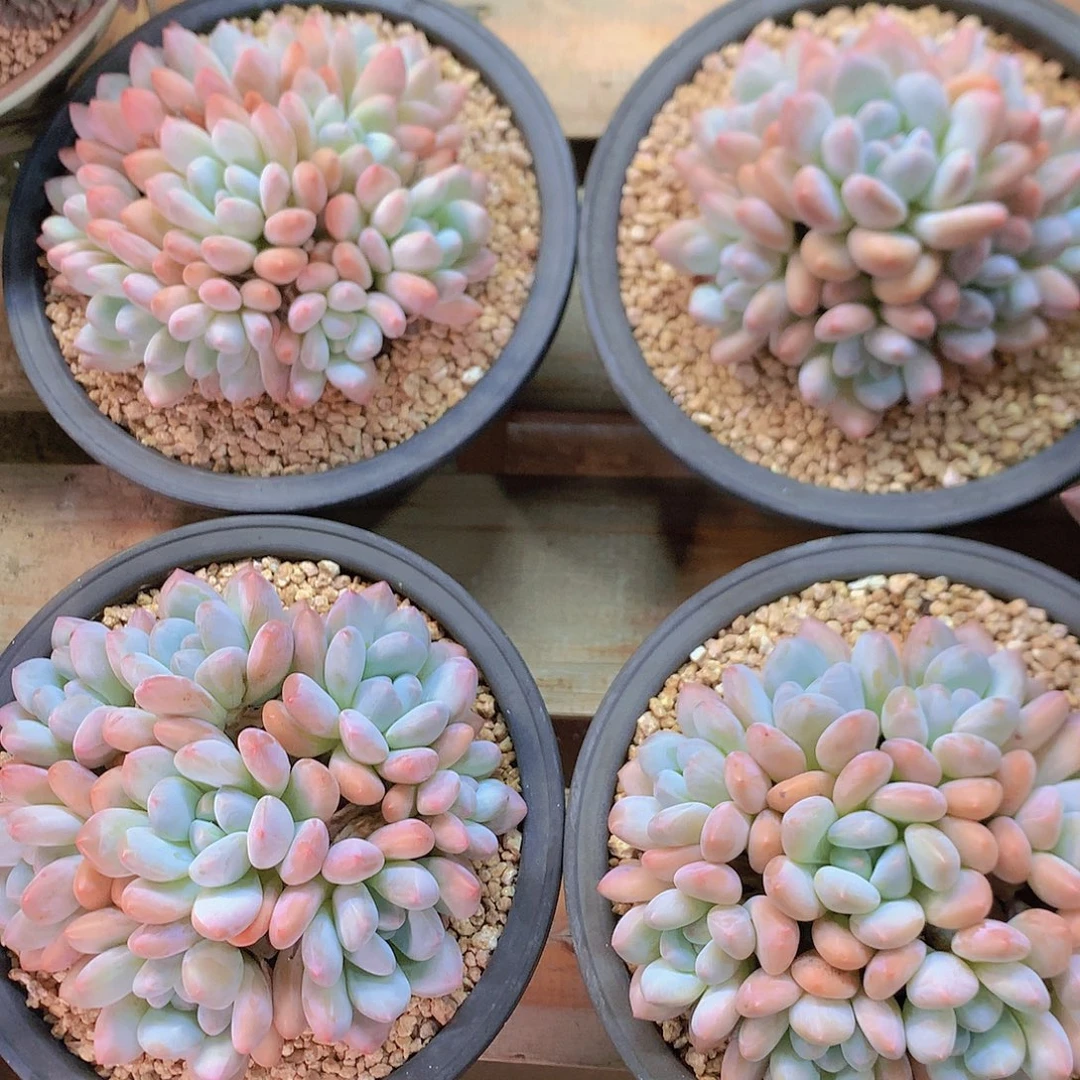 香水多肉一物一拍