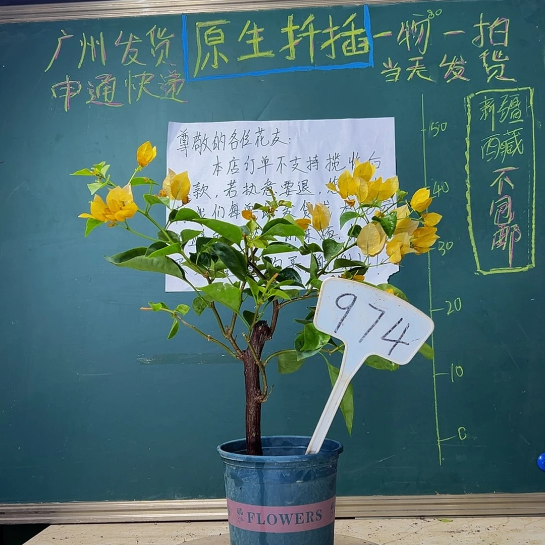 当前无花栽培后可以开花 绿叶柠檬黄 粗杆 974