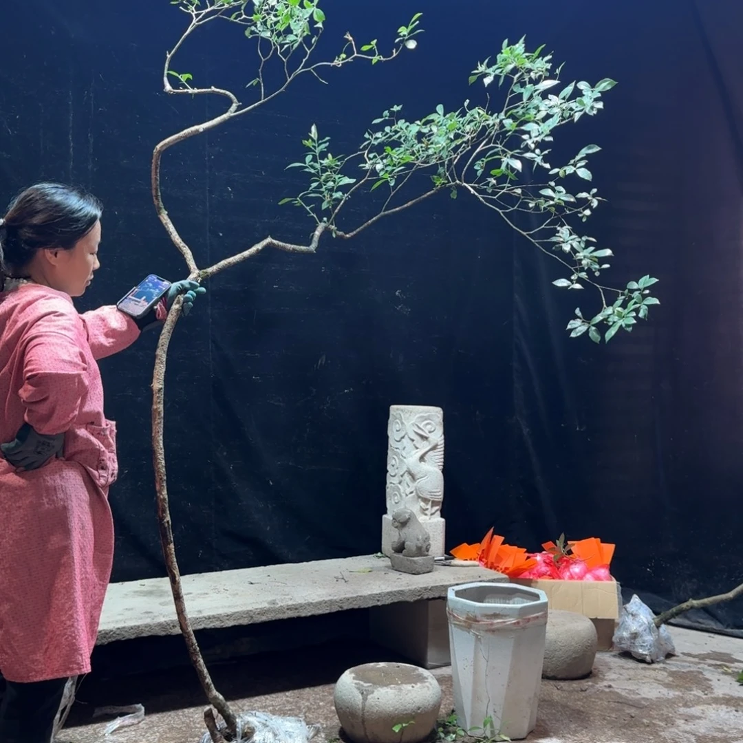 （***）完全开放栀子花生桩造型树一物一拍