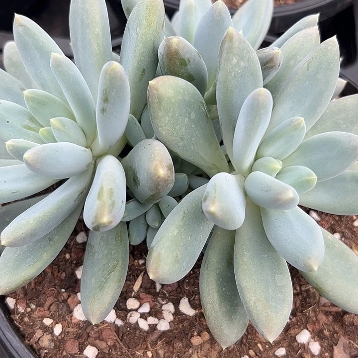 胖特哥特萝莉，一物一拍