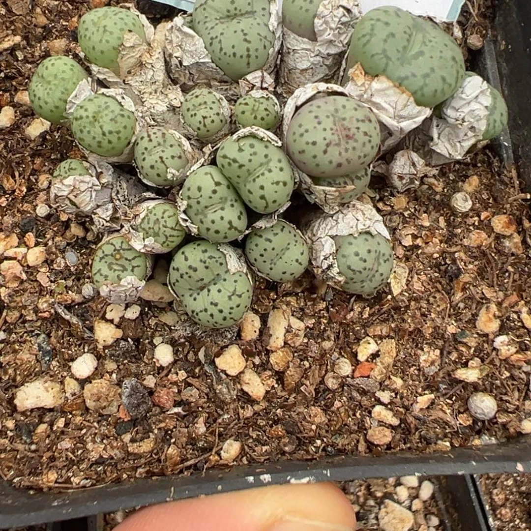 5-158肉锥多肉植物