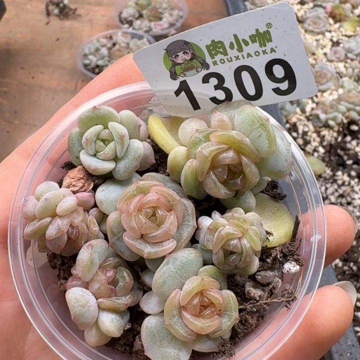 多肉植物多肉植物