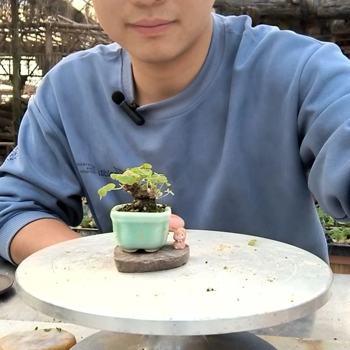 小*子小盆景小植物一物一拍273