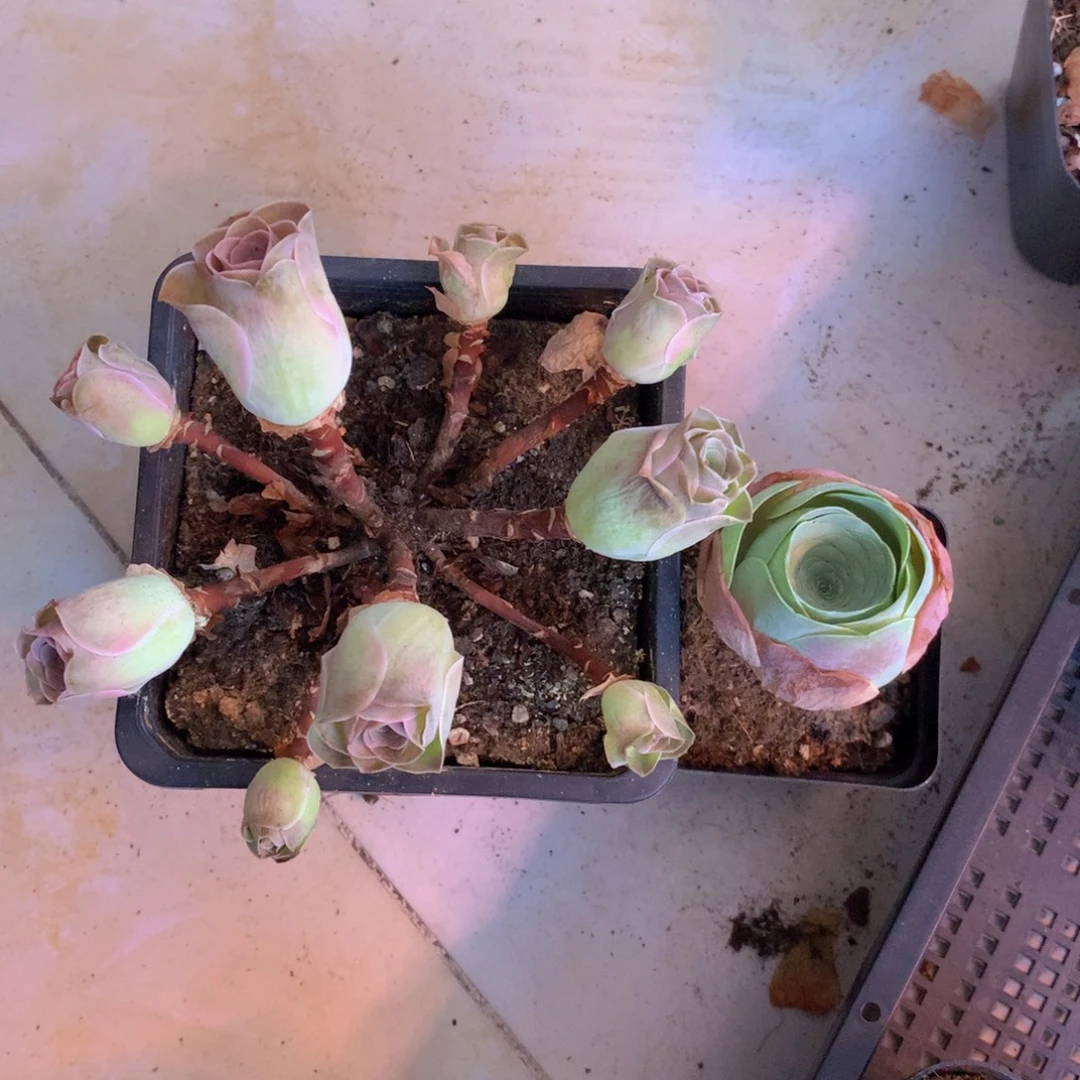 前***者一物一拍星辰福利组合888