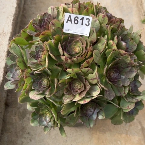 613万拉丝25厘米