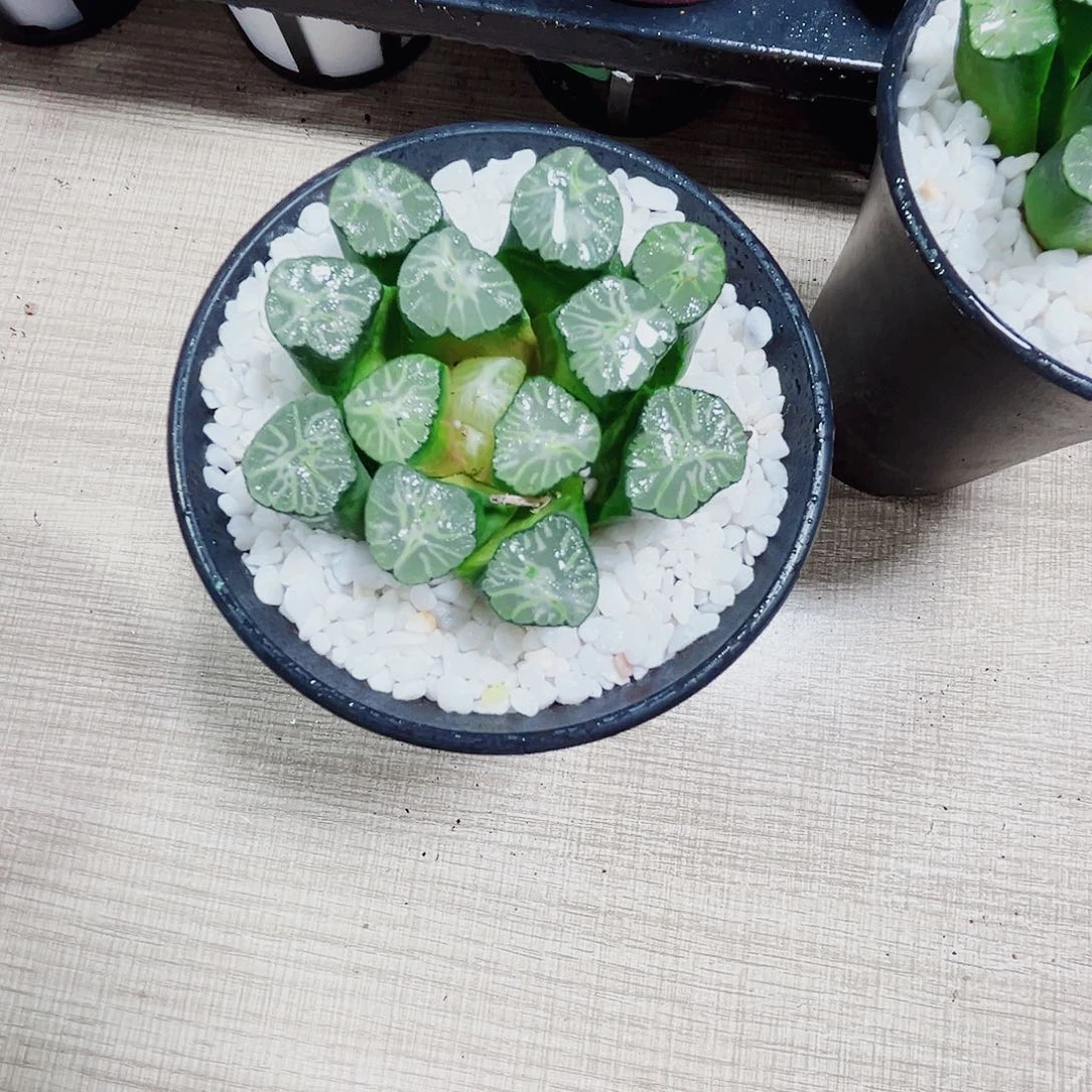 火烧云万象的植物6666