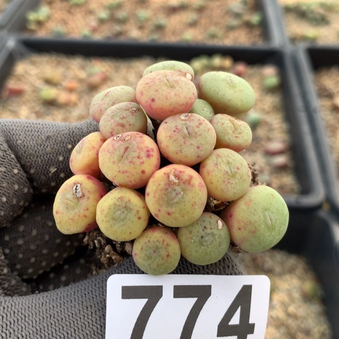 774饼嘴母本一颗