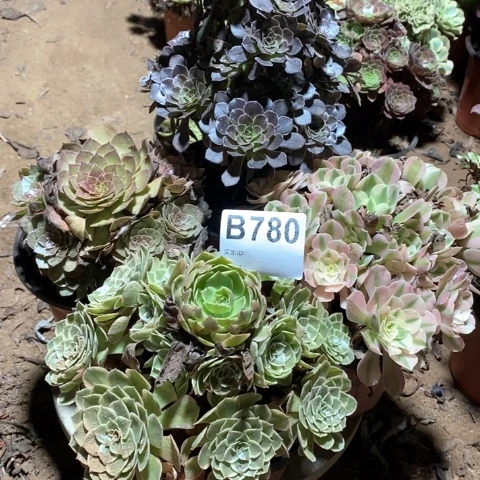 780四颗法师多肉植物